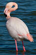 Flamant rose