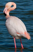 Flamant rose