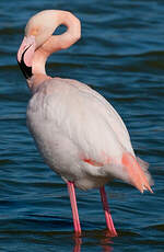 Flamant rose