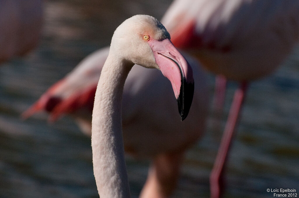 Flamant rose