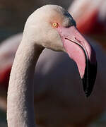 Greater Flamingo