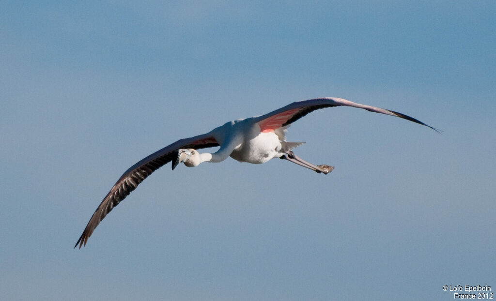 Greater Flamingo