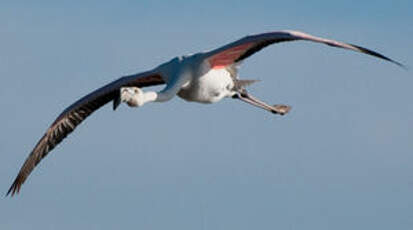 Flamant rose