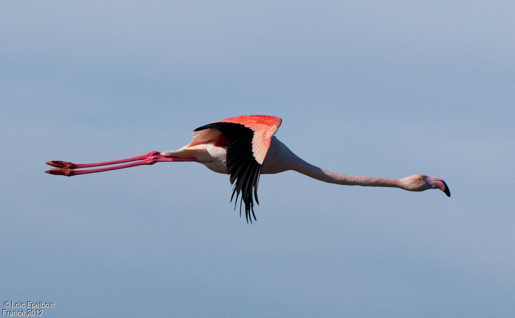 Flamant rose