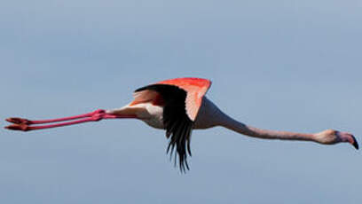 Flamant rose