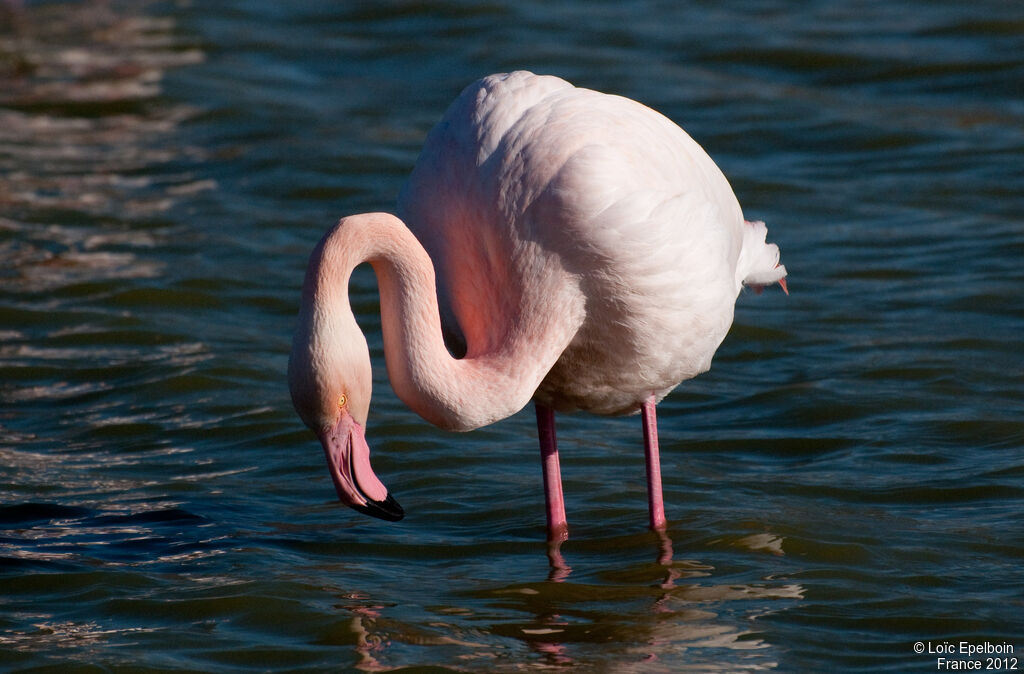 Greater Flamingo