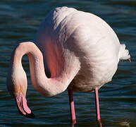 Flamant rose