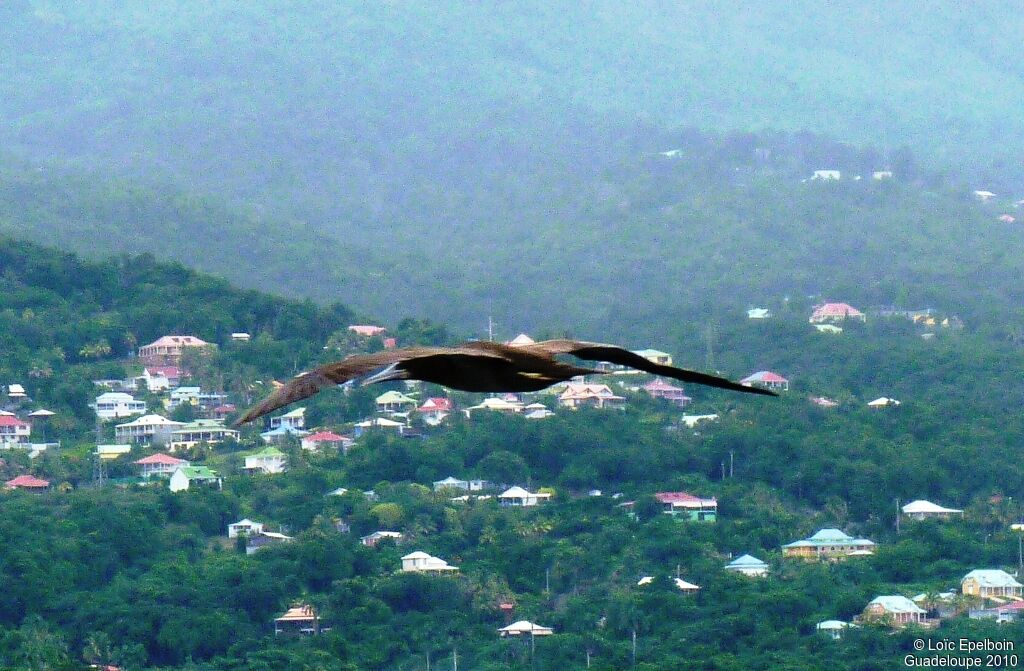 Brown Booby