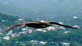 Brown Booby