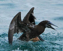 Brown Booby