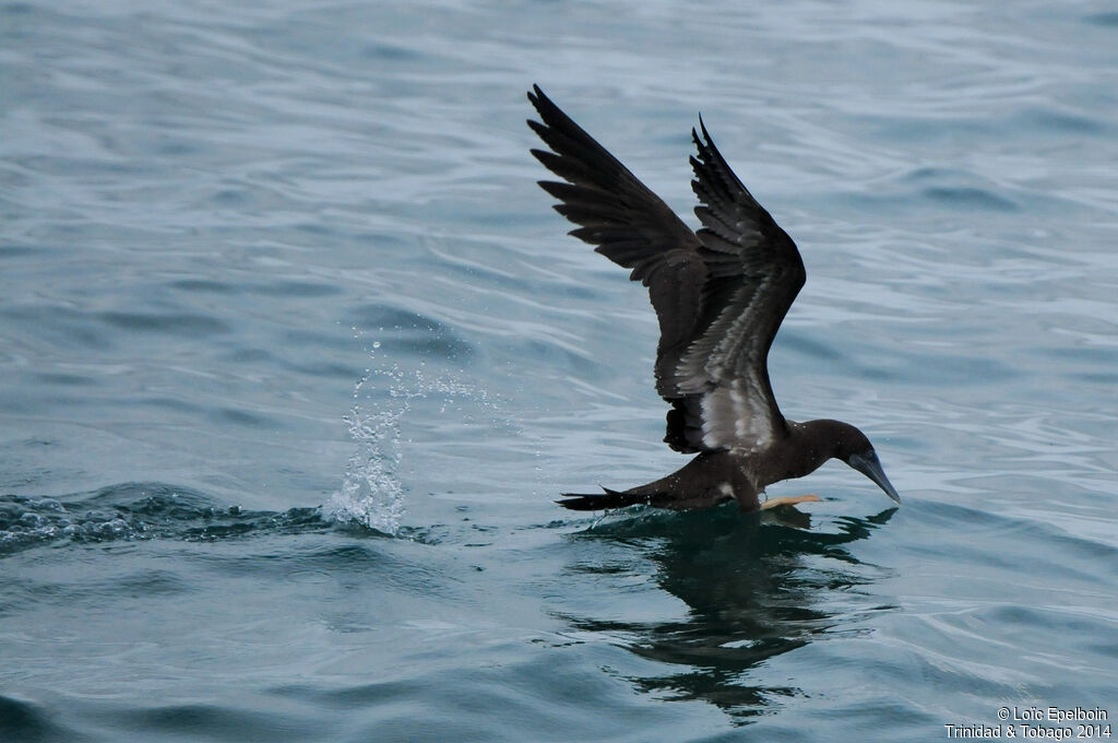 Brown Booby