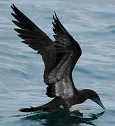 Brown Booby