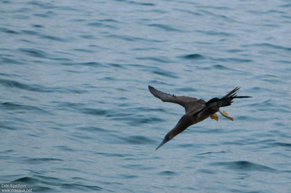 Brown Boobyadult, Flight, fishing/hunting