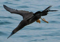 Brown Booby