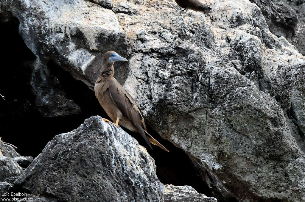 Brown Boobyjuvenile, identification