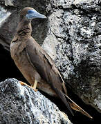 Brown Booby