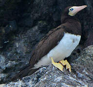 Brown Booby