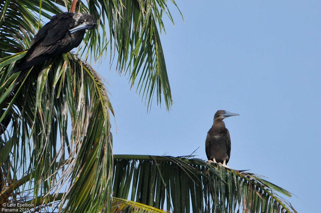 Brown Booby