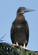 Brown Booby