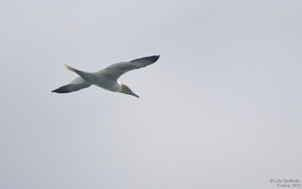 Northern Gannet