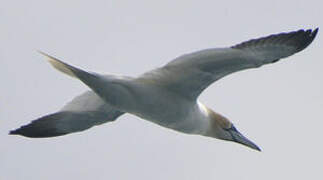 Northern Gannet