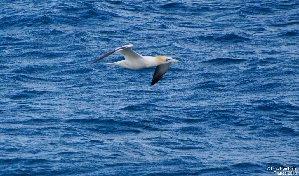 Northern Gannet