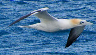 Northern Gannet