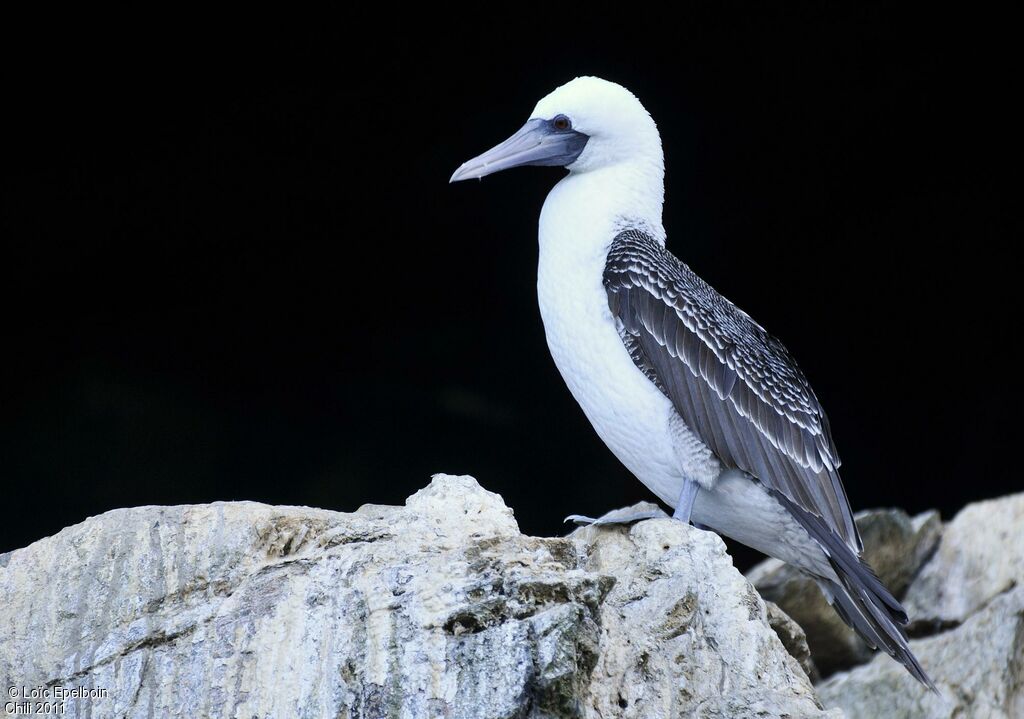 Peruvian Booby