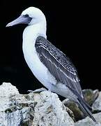 Peruvian Booby