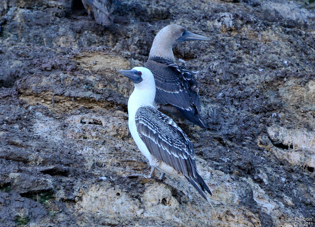 Peruvian Booby