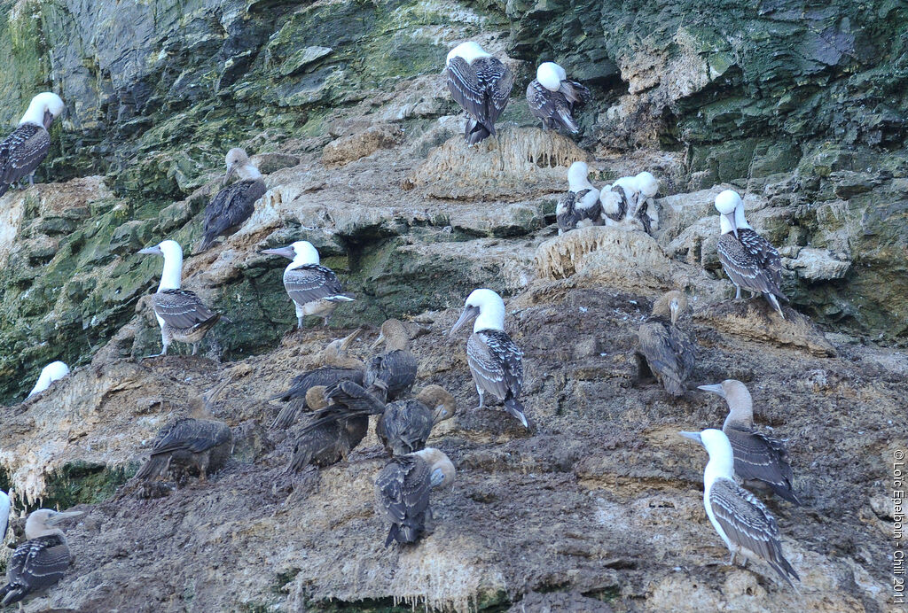 Peruvian Booby