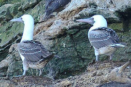 Peruvian Booby