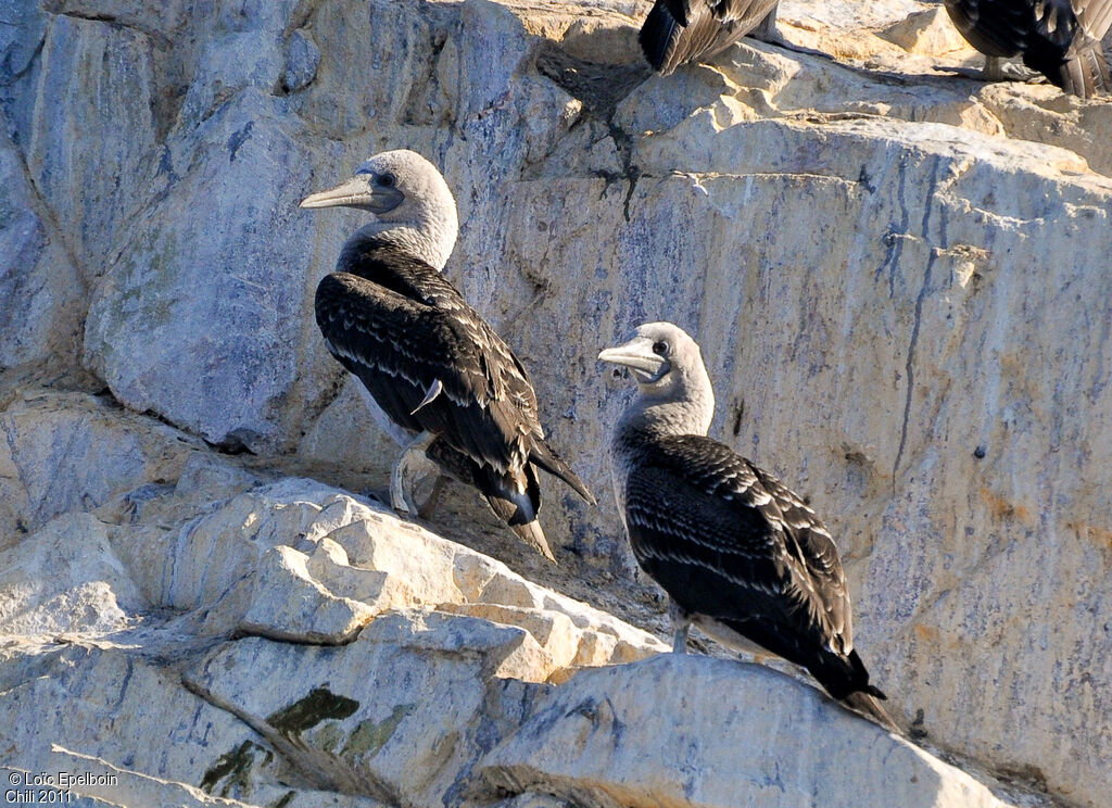 Peruvian Booby