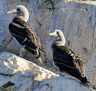 Peruvian Booby