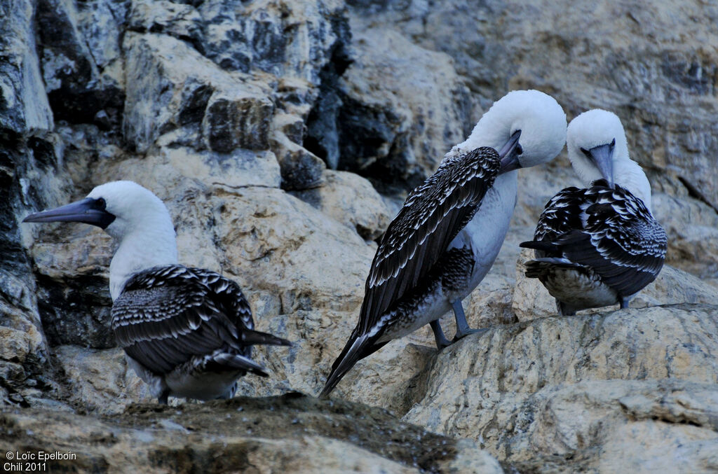 Peruvian Booby