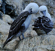 Peruvian Booby