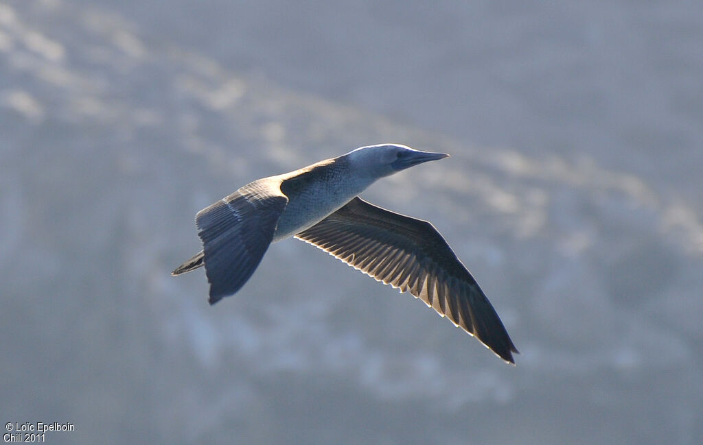 Peruvian Booby