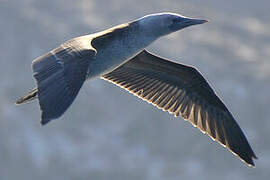 Peruvian Booby