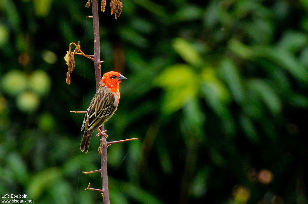 Comoros Fody male subadult, identification