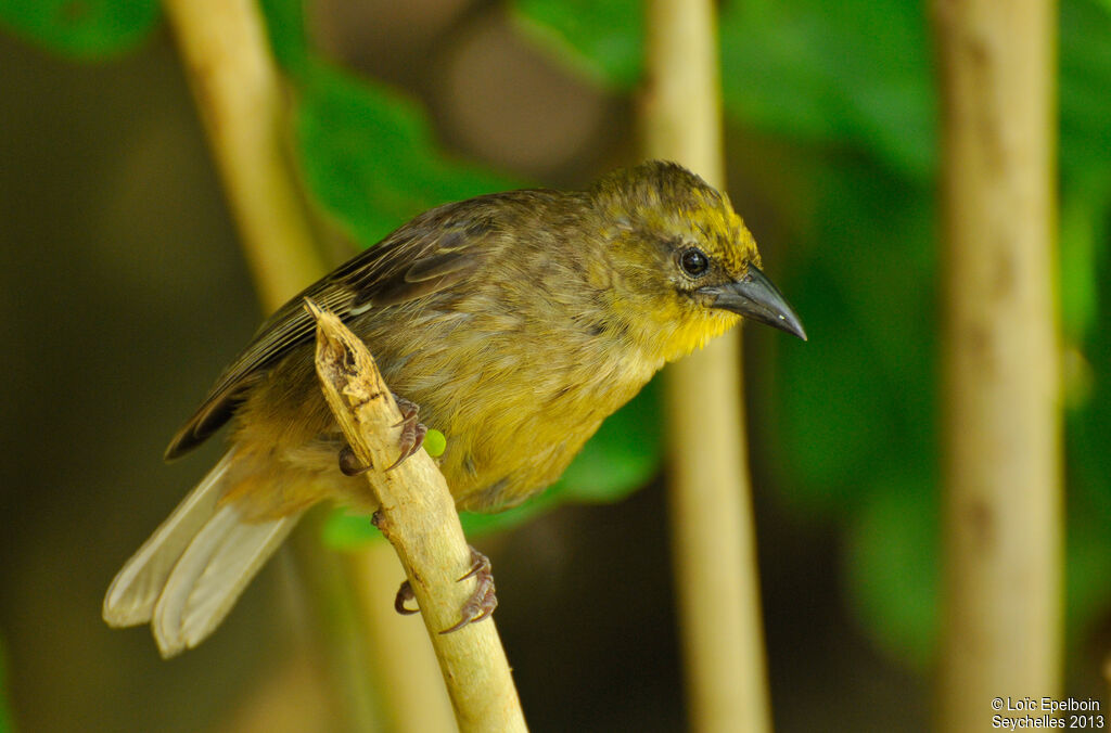 Foudi des Seychelles