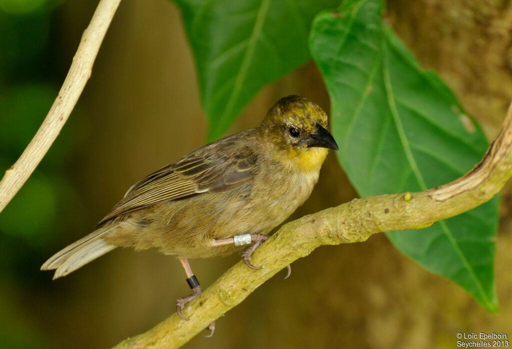 Seychelles Fody