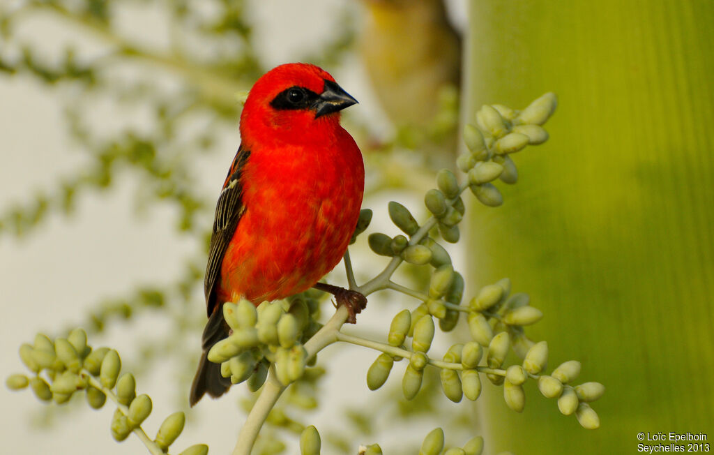 Foudi rouge