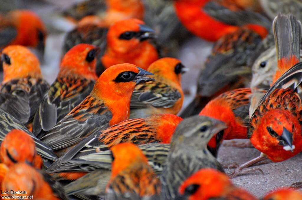 Red Fody male, pigmentation, Behaviour