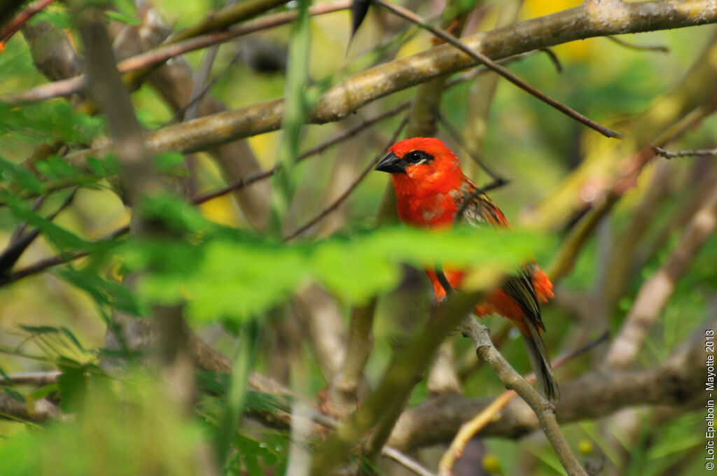 Red Fody