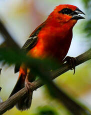 Foudi rouge