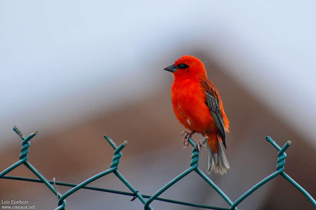 Red Fody male adult breeding, identification