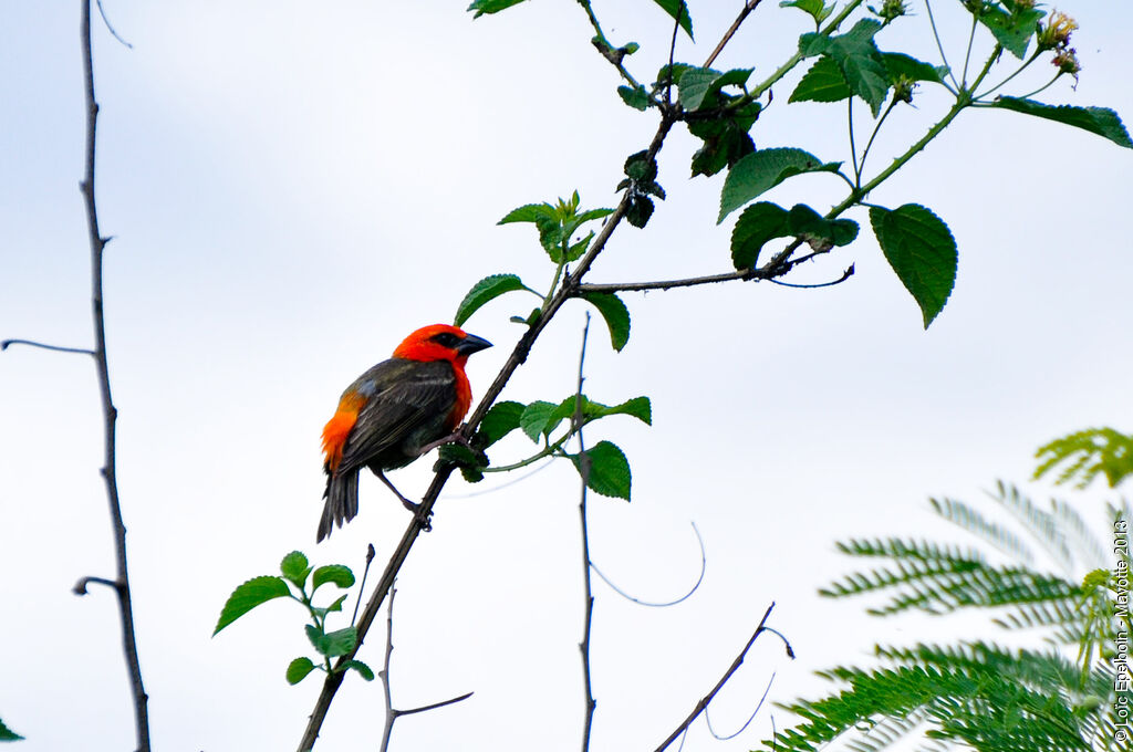 Foudi rouge