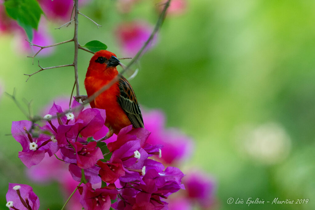 Foudi rouge