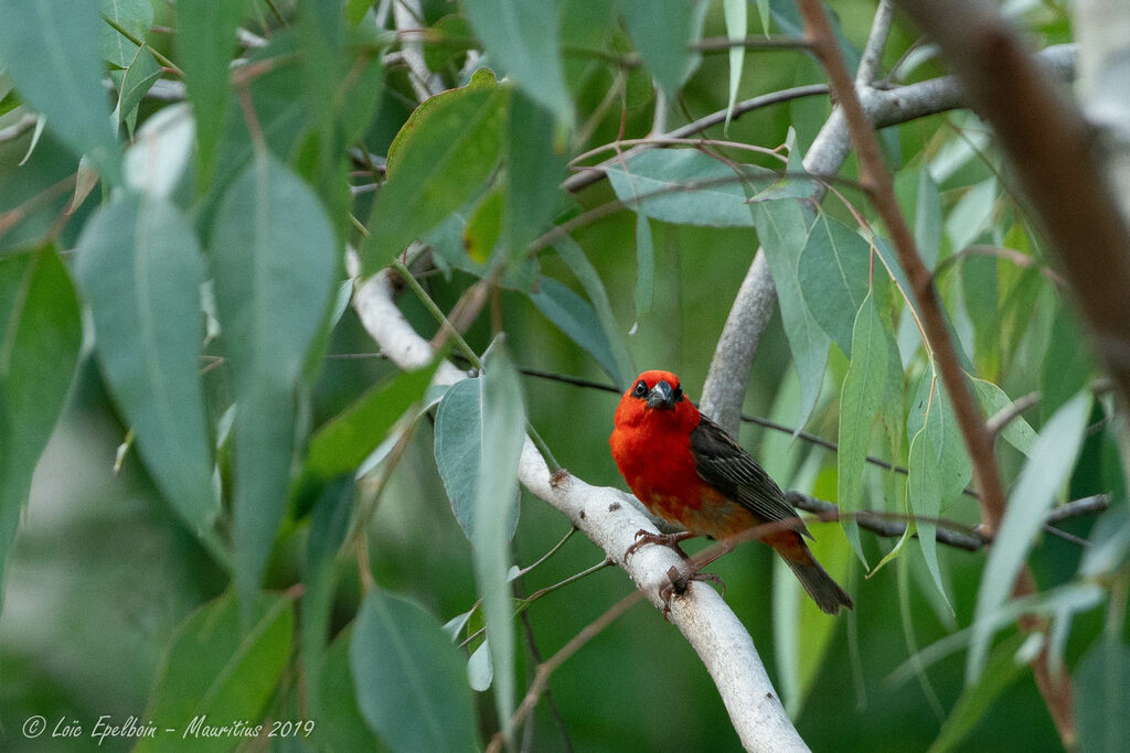 Red Fody