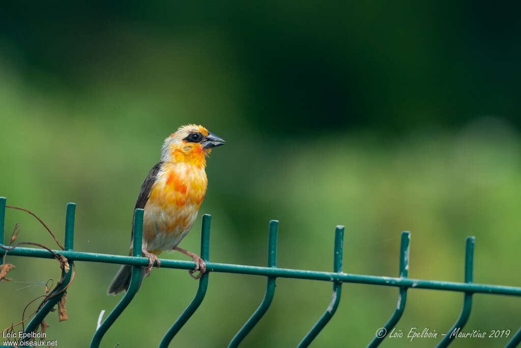 Red Fody male